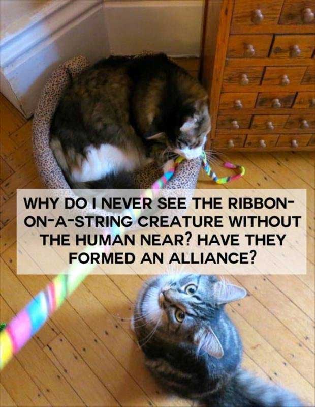 cat-string-memes
