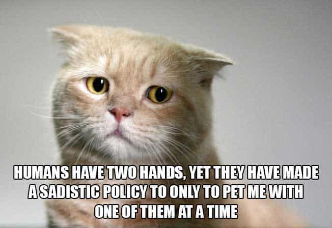cat-thought-pictures