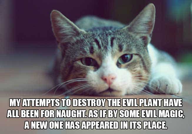 cat-thoughts-photo
