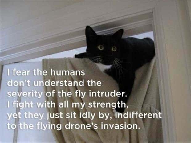 cat-thought-memes