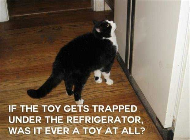 funny-cat-thoughyts