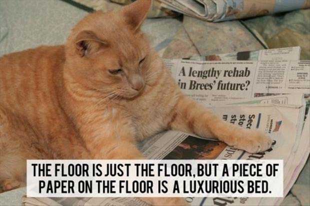 best-cat-thoughts