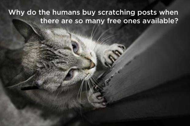 cat-thought-memes