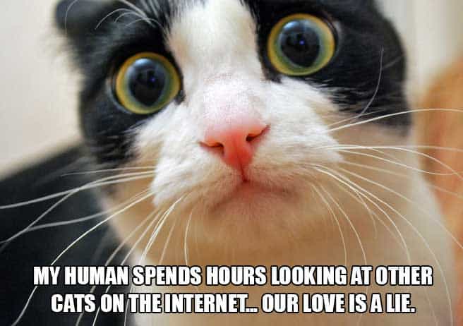 cat-thoughts-internet