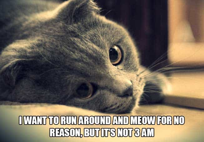 cat-thoughts-picture