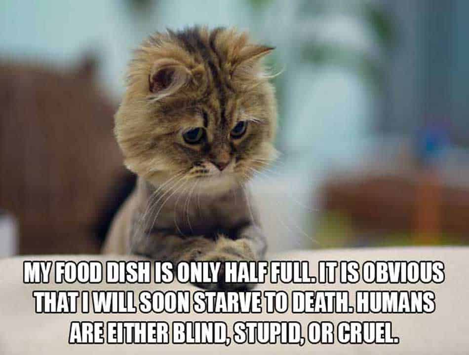 cat-thoughts-gallery