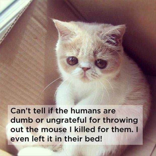 cat-thought-pics