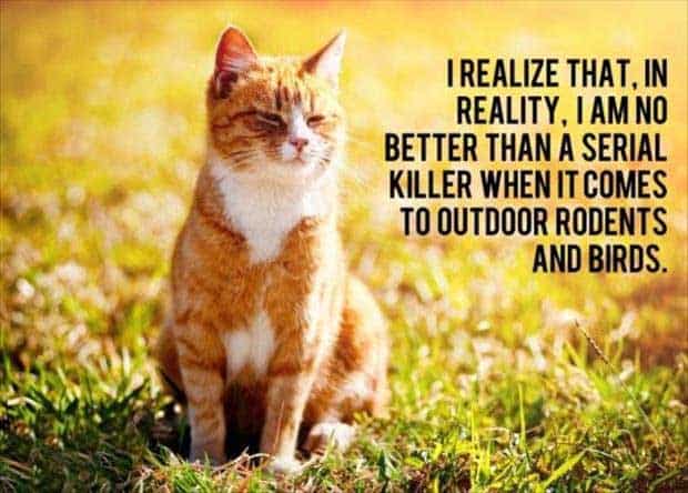 cat-thoughts-funny