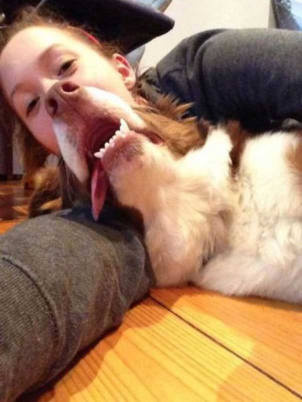 perspective-funny-dog