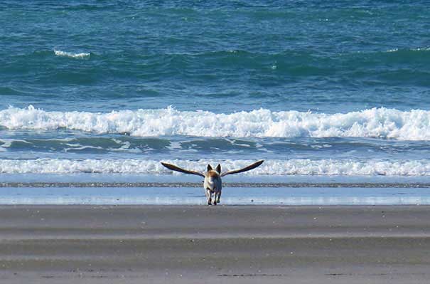 flying-dog