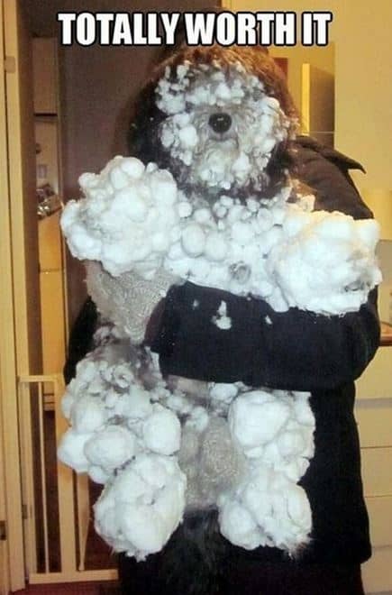 snow dog memes