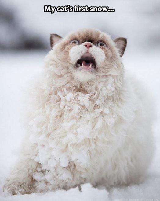 cats first snow