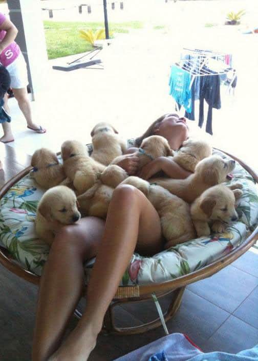 puppy-heaven