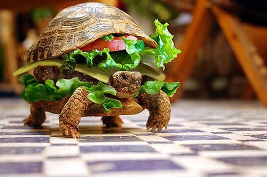 coolest photographs google