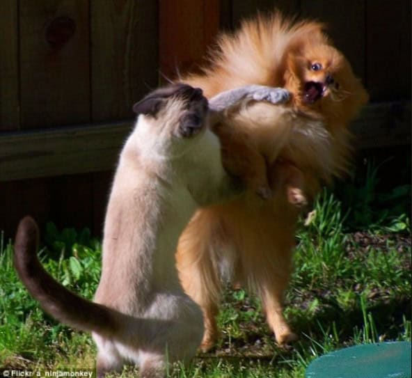 most epic cat picture ever