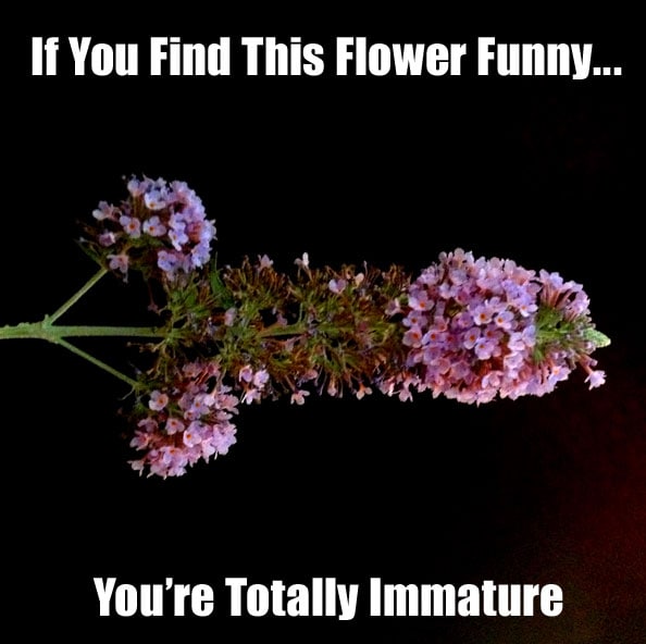 immature-pictures