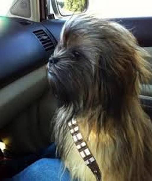 epic animal picture