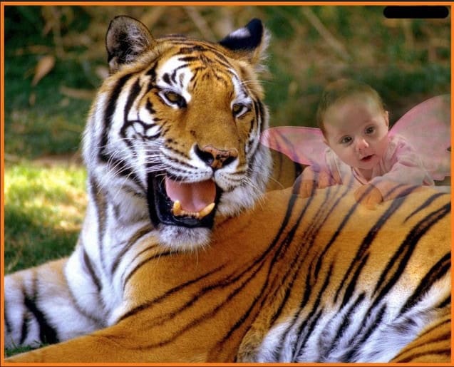 tiger photography