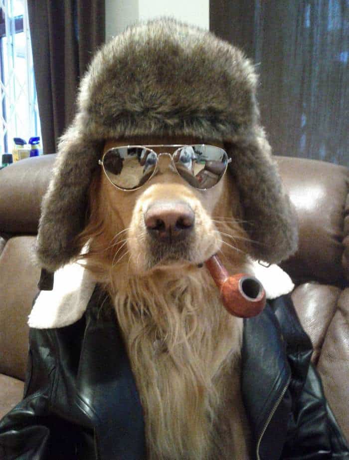coolest-dog-ever