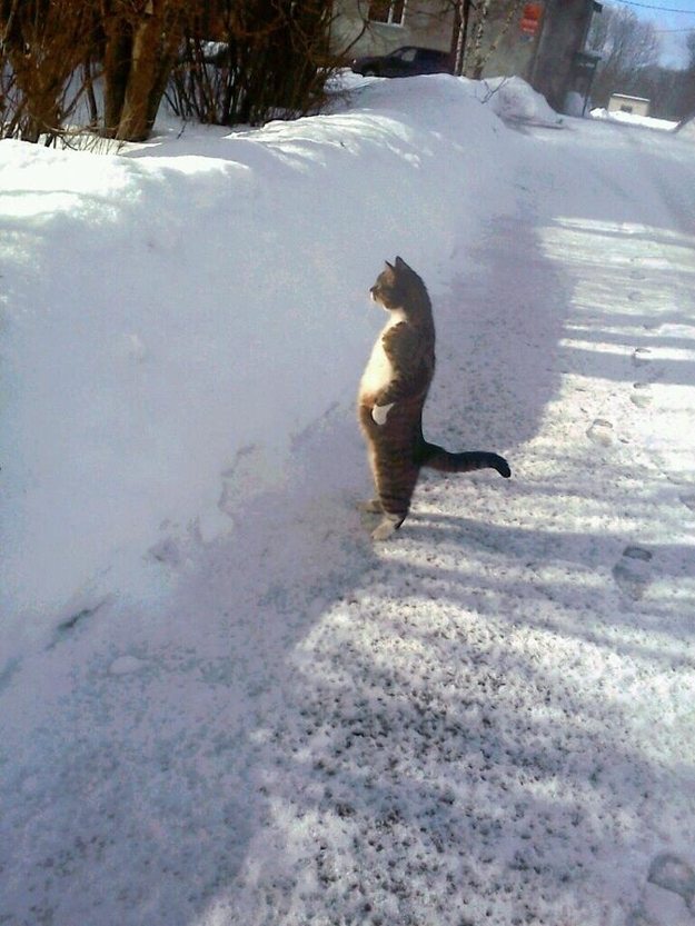 standing cat