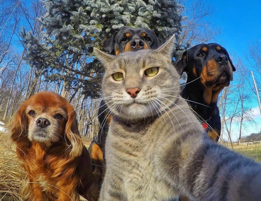cat selfie
