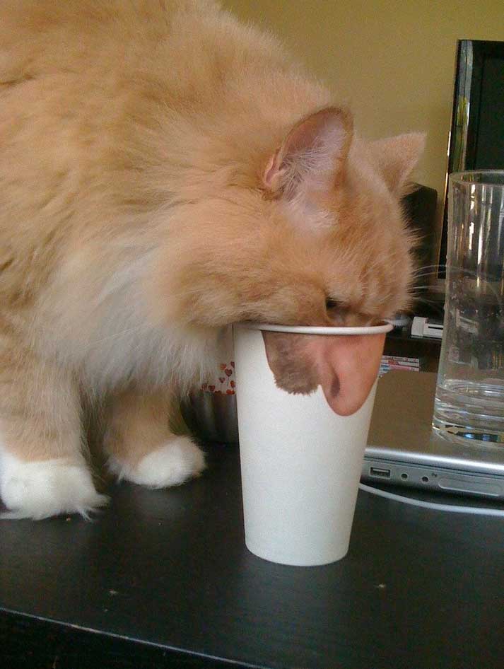 best-cat-pic