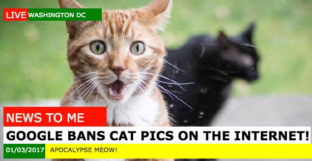 cat-clickbait