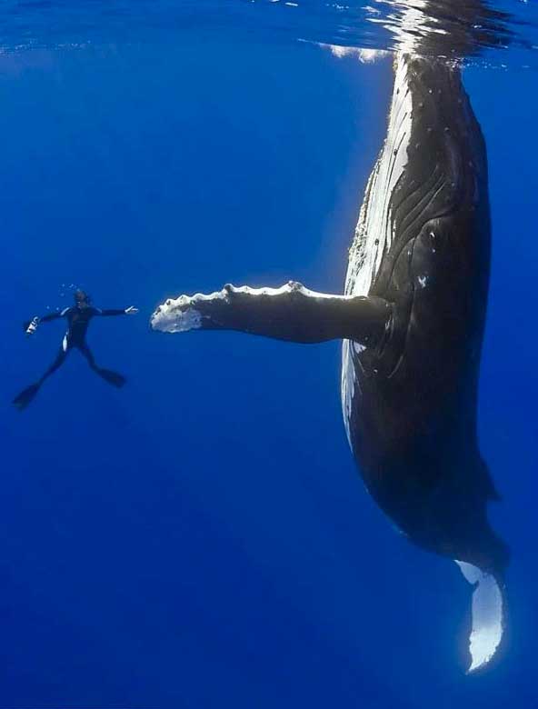 whale-high-five