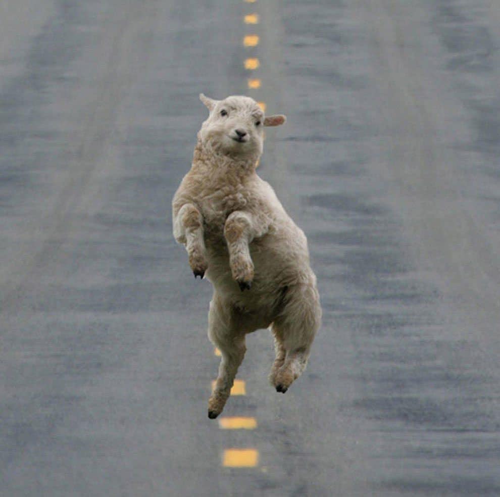 most-adorable-thing-ever