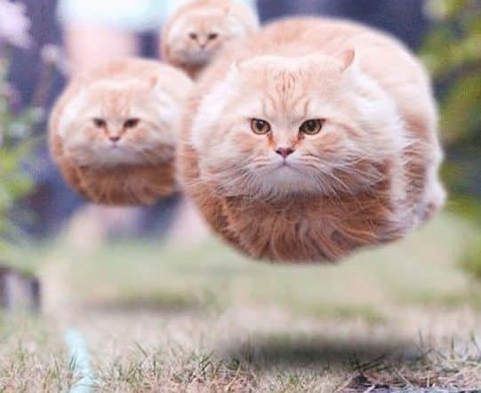 best-cat-photos-ever
