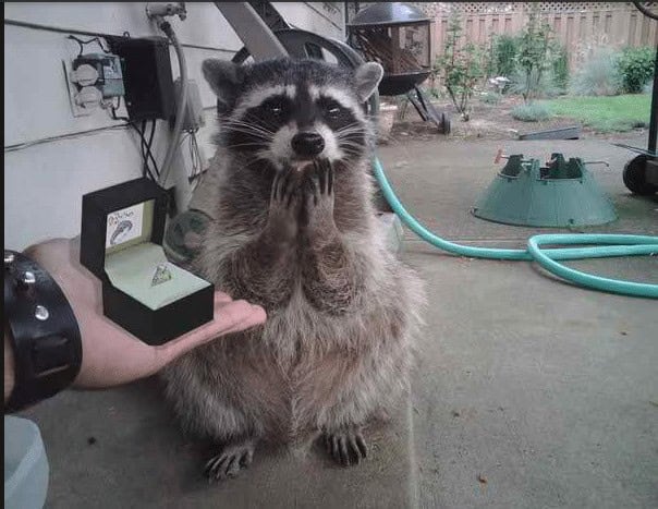 raccoon proposal