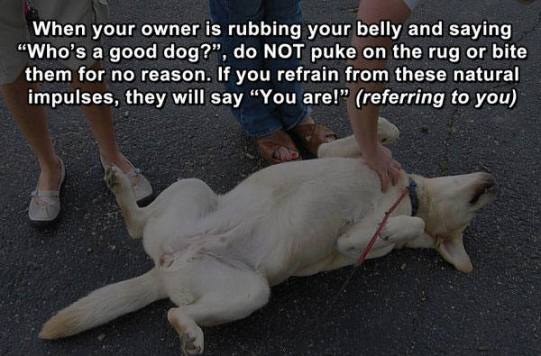 life-hacks-for-dogs