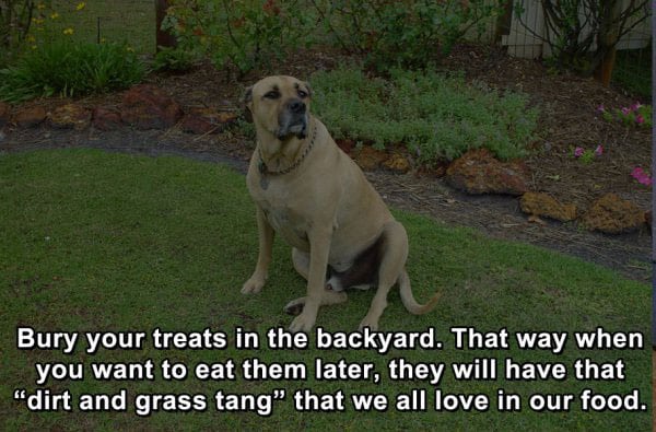dogs-life-hacks-funny