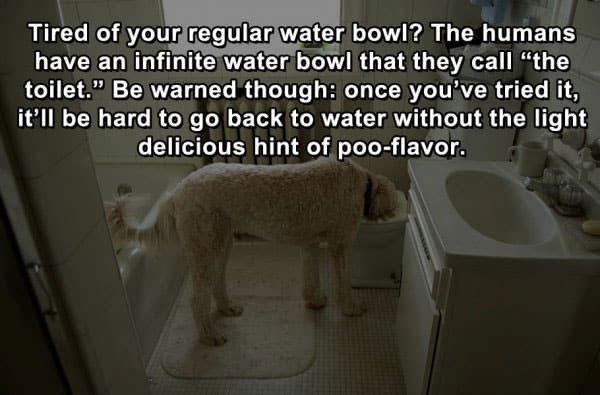 dog-life-hacks-toilet