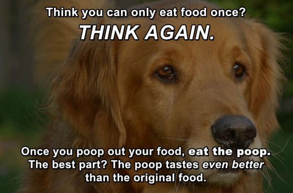 dog-life-hacks-reddit