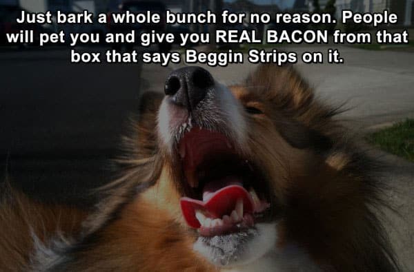 dog-life-hacks-bacon