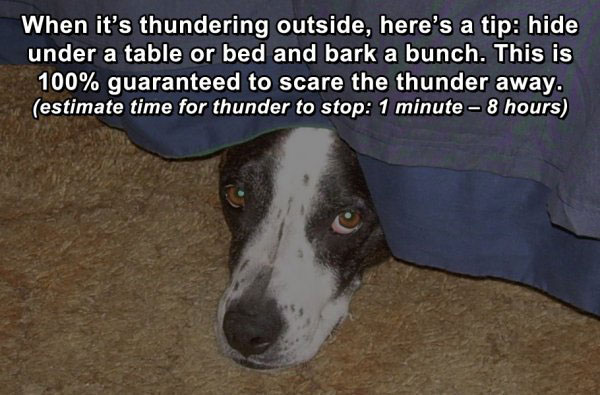 dog-life-hack-pictures