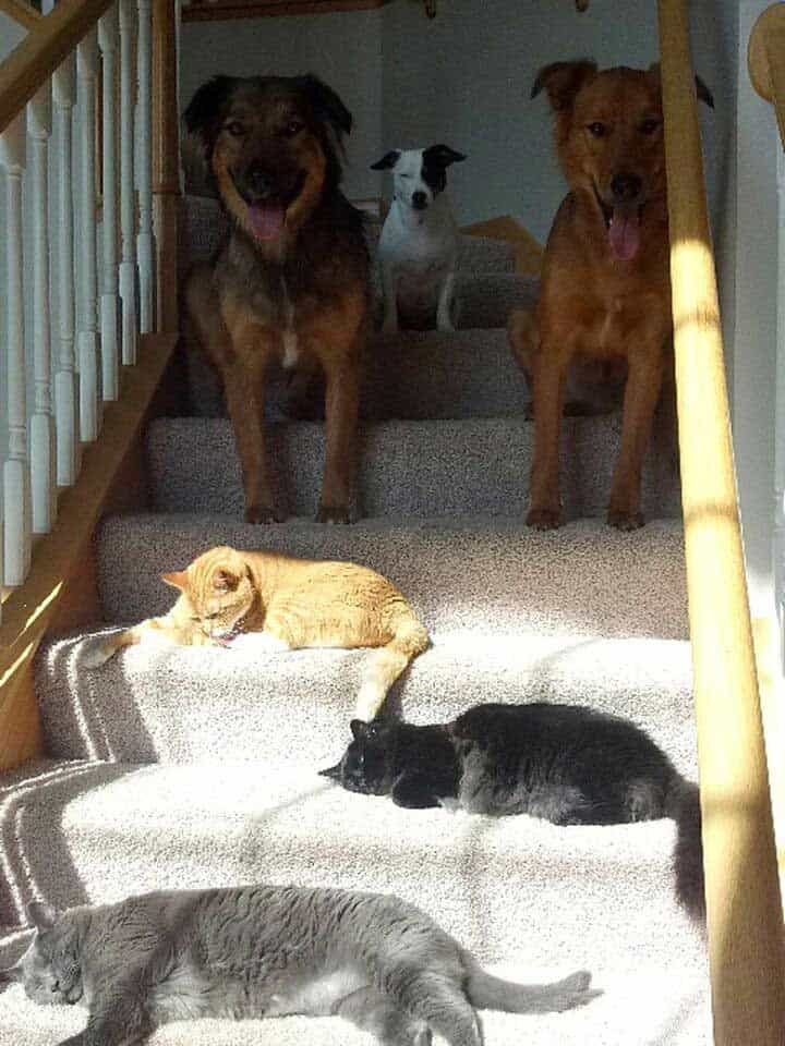 passive aggressive cats