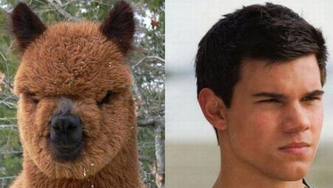 alpaca taylor lautner