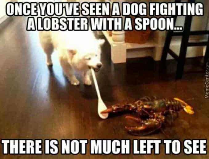 lobster with dog meme