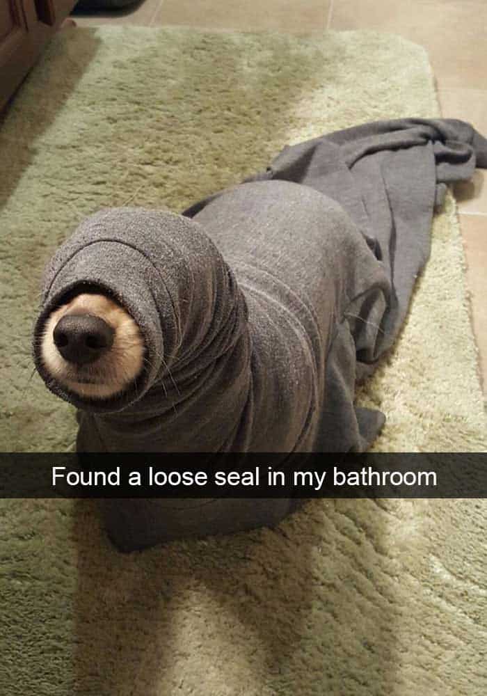 funny dog meme