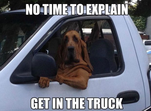 dog drivers side dog meme