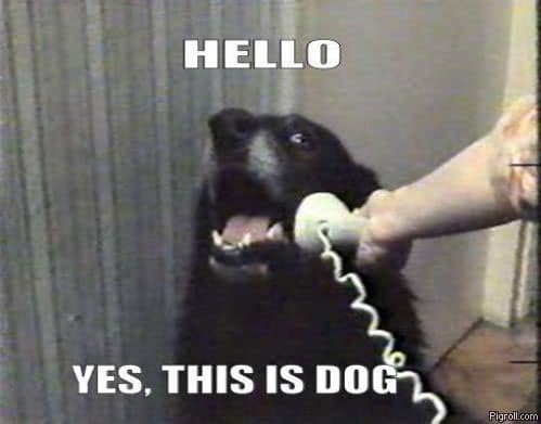 this is dog on phone dog meme