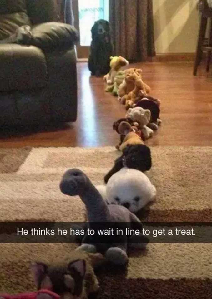 dog waiting for treat dog meme