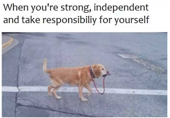 dog carrying leash dog meme