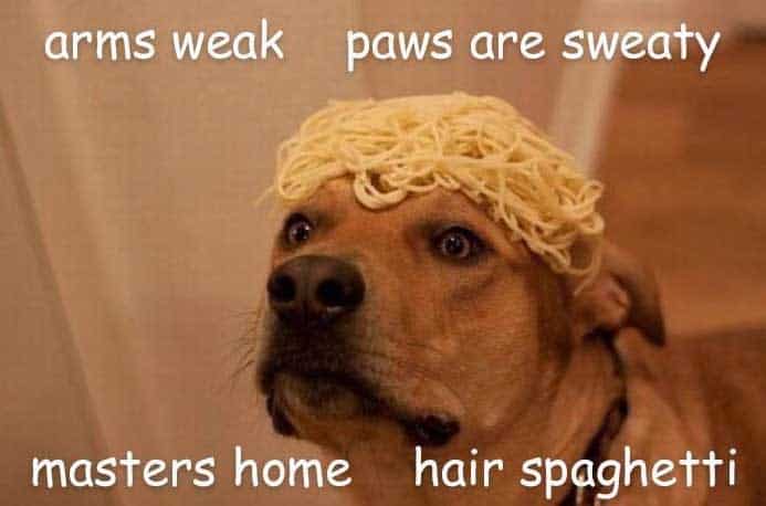 hair spaghetti dog meme