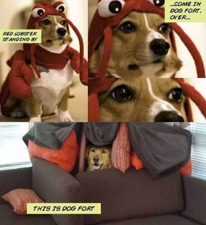dog fort dog meme