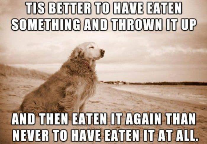 dog meme