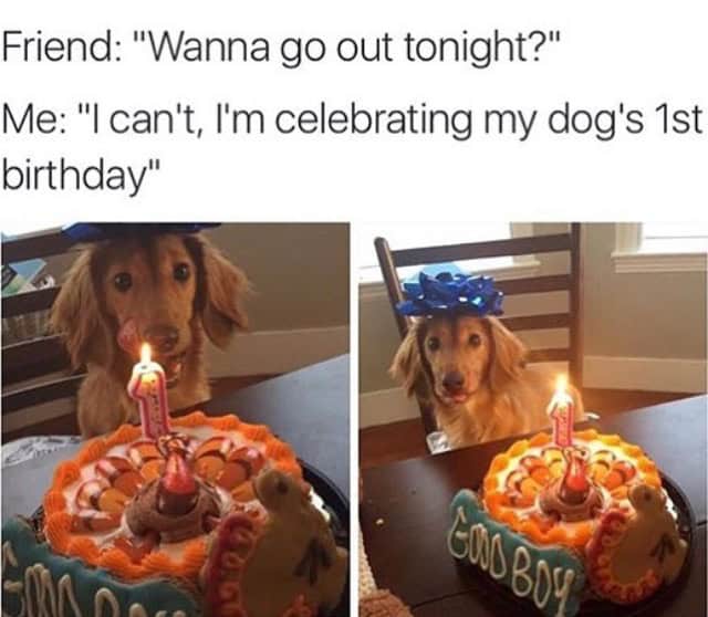 dog birthday dog meme
