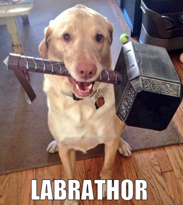 labrathor dog meme
